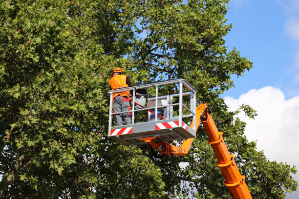 How Our Tree Care Process Works  in Mont Alto, PA